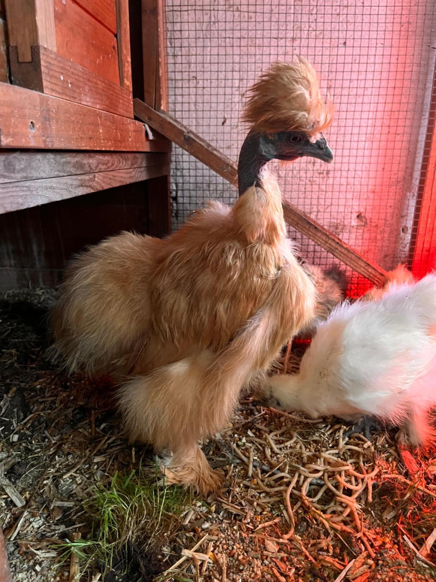 Løkken Farm Holiday Eksteriør bilde