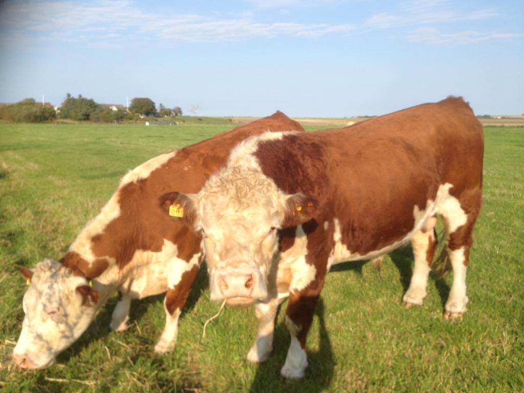 Løkken Farm Holiday Eksteriør bilde