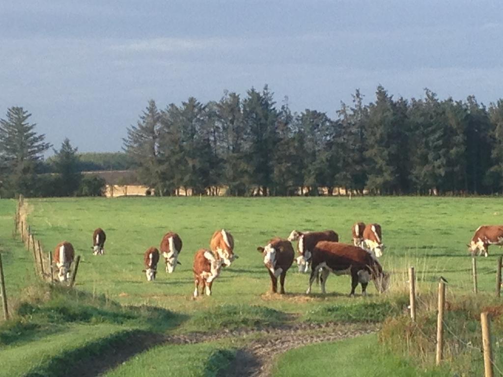 Løkken Farm Holiday Eksteriør bilde